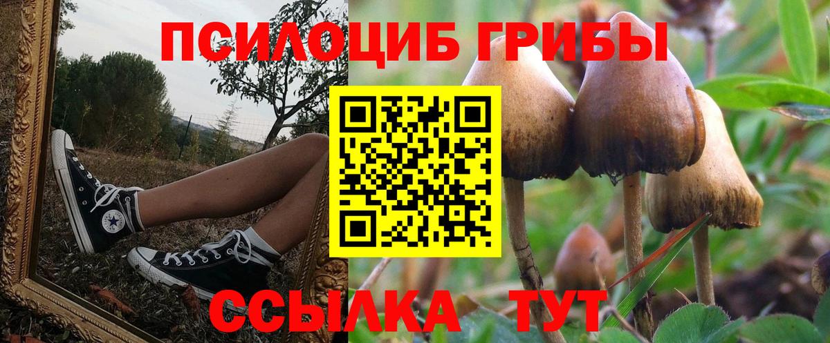 Звенигород  Галлюциногенные грибы Psilocybe  закладки  Вход с VPN 